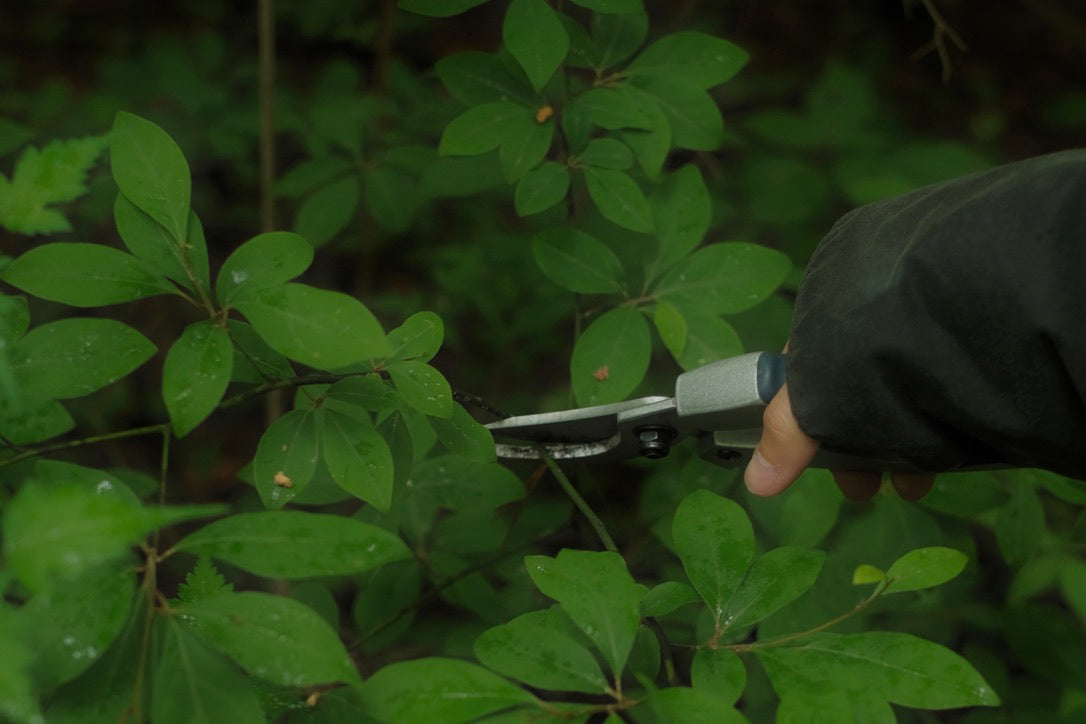 NOI Aroma 珍稀 Kuromoji 滋養修護霜