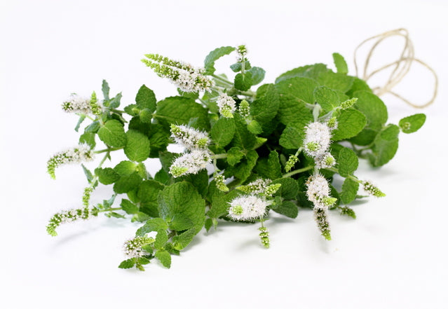 Savon de Siesta 日本原裝冷製皂-北海道三重薄荷精油手工皂