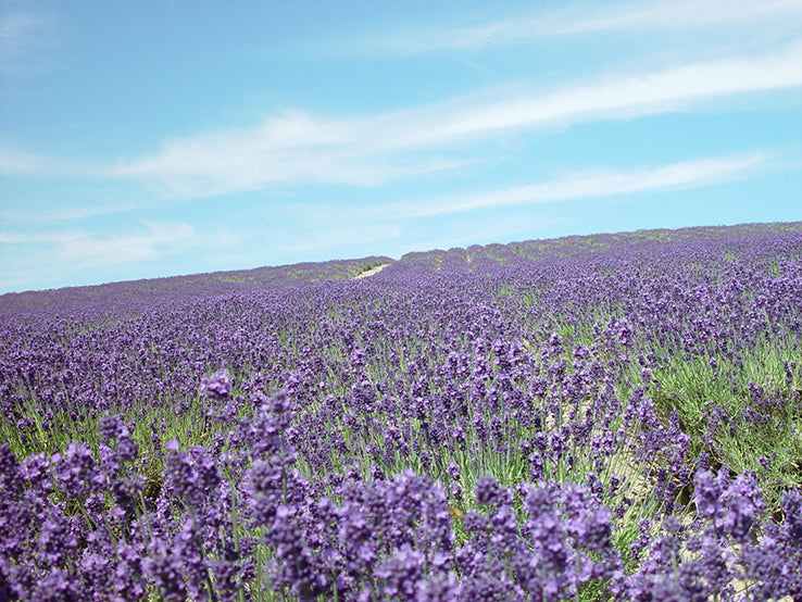 Savon de Siesta 日本原裝冷製皂-北海道上富良野薰衣草手工皂