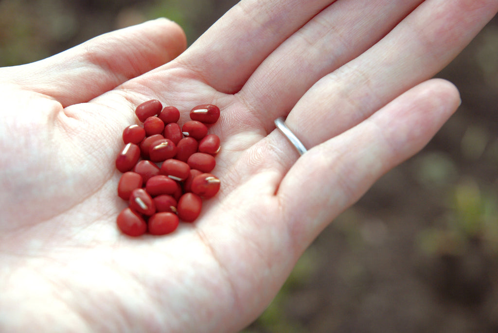 Savon de Siesta 日本原裝冷製皂-北海道特產紅豆手工皂