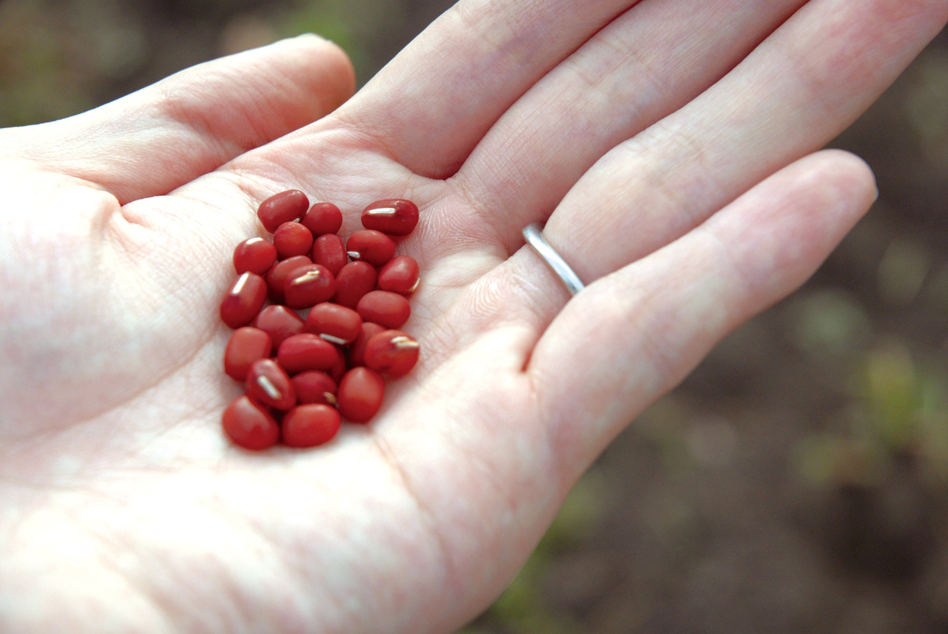 Savon de Siesta 日本原裝冷製皂-北海道特產紅豆手工皂