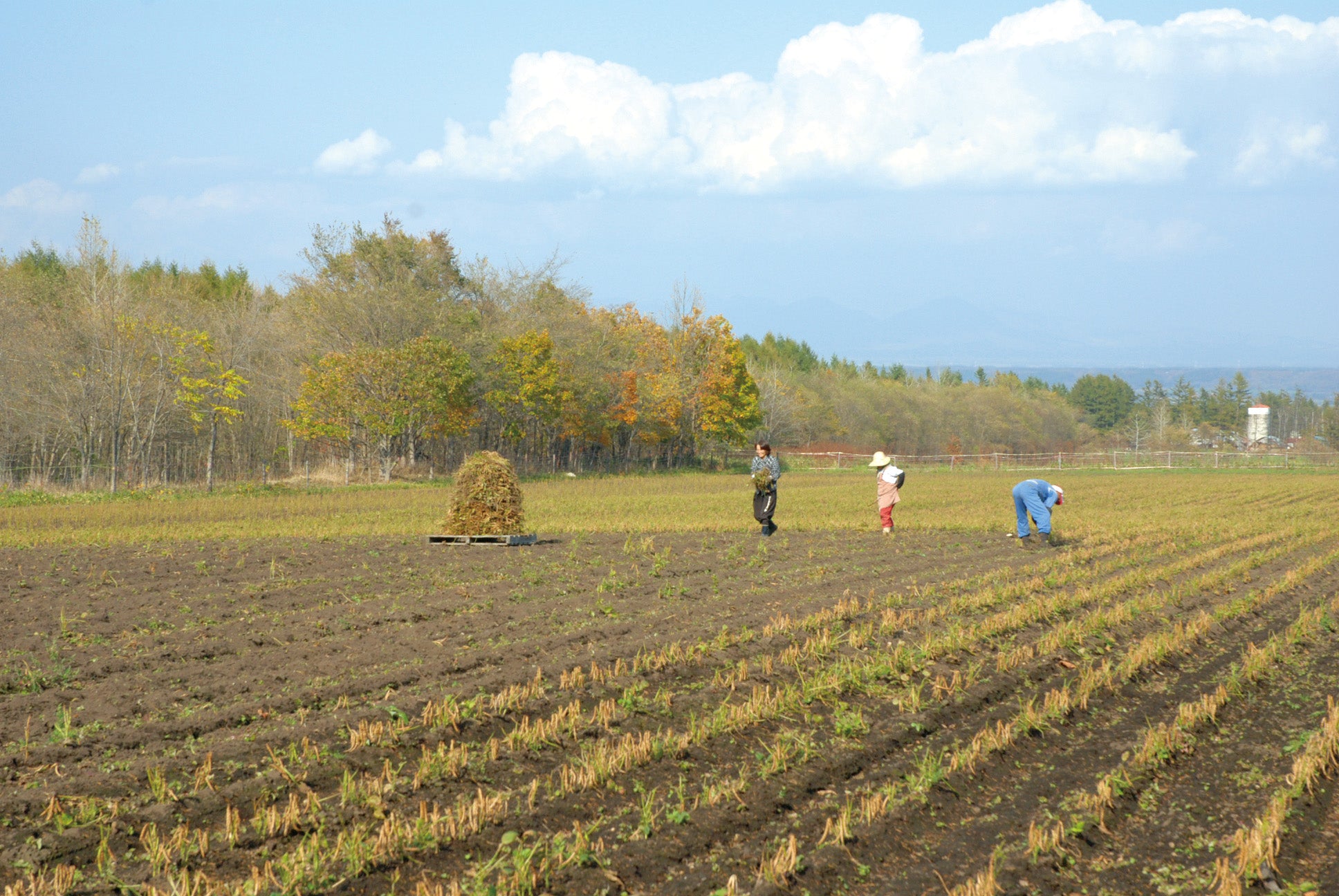 Savon de Siesta 日本原裝冷製皂-北海道特產紅豆手工皂