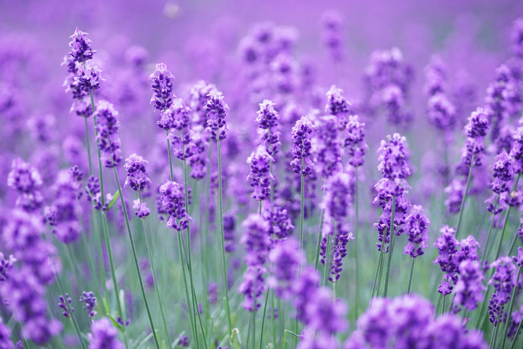 Savon de Siesta 日本原裝冷製皂-北海道特產薰衣草手工皂