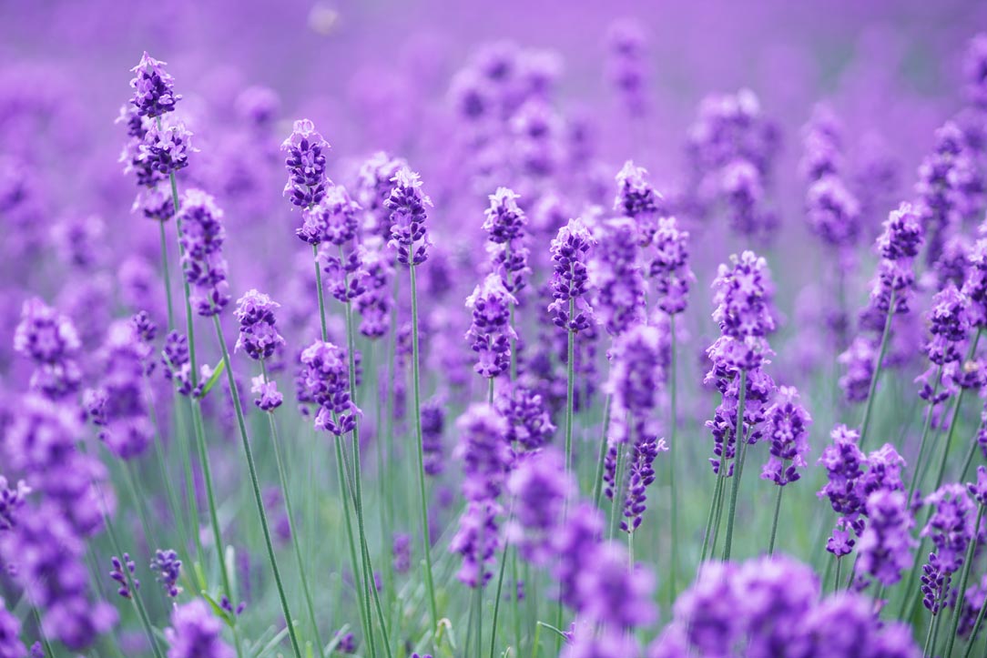 Savon de Siesta 日本原裝冷製皂-北海道特產薰衣草手工皂